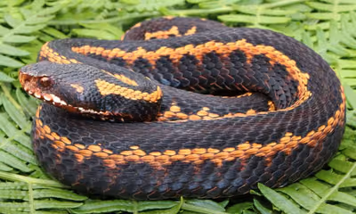 Kafkas engereği (Vipera kaznakovi)
