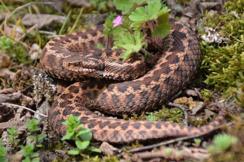 Caucasus viper (Vipera kaznakovi) — Borjomi-Kharagauli National Park — ზაური ხაჩიძე
