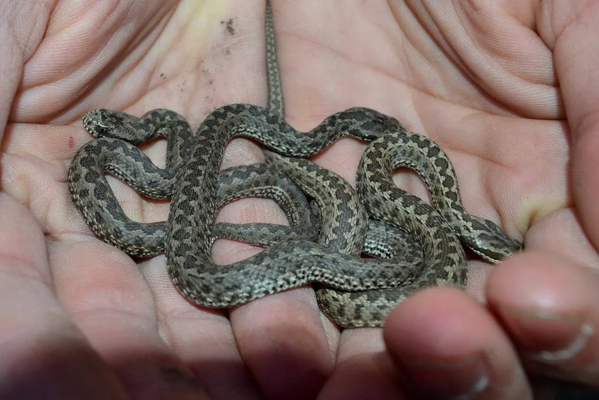 ველის გველგესლა (Vipera renardi) — დედოფლისწყარო — გიორგი იანქოშვილი
