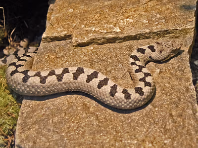 ცხვირრქოსანი გველგესლა (Vipera ammodytes) — მცირე კავკასიონი — Hectonichus