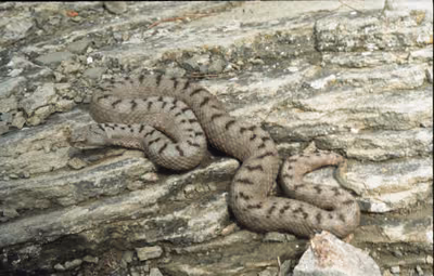 ცხვირრქოსანი გველგესლა (Vipera ammodytes) — მცირე კავკასიონი — Tigran Tadevosyan