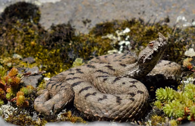 Boynuzlu engerek (Vipera ammodytes)