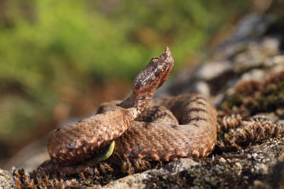 ცხვირრქოსანი გველგესლა (Vipera ammodytes) — მცირე კავკასიონი — Vojtěch Víta