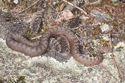 ცხვირრქოსანი გველგესლა (Vipera ammodytes) — მცირე კავკასიონი — Diego Reggianti