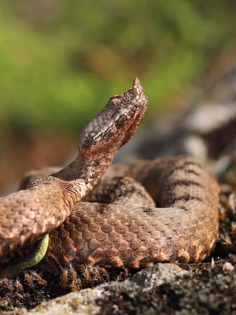 ცხვირრქოსანი გველგესლა (Vipera ammodytes) მცირე კავკასიონი