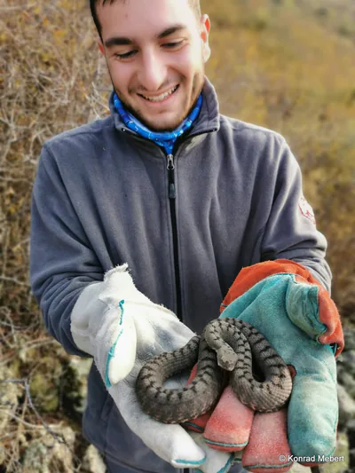 Boynuzlu engerek (Vipera ammodytes)