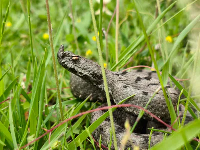 Boynuzlu engerek (Vipera ammodytes)