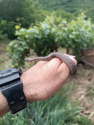 ცხვირრქოსანი გველგესლა (Vipera ammodytes) — მცირე კავკასიონი — შოთა ზანდუკელი