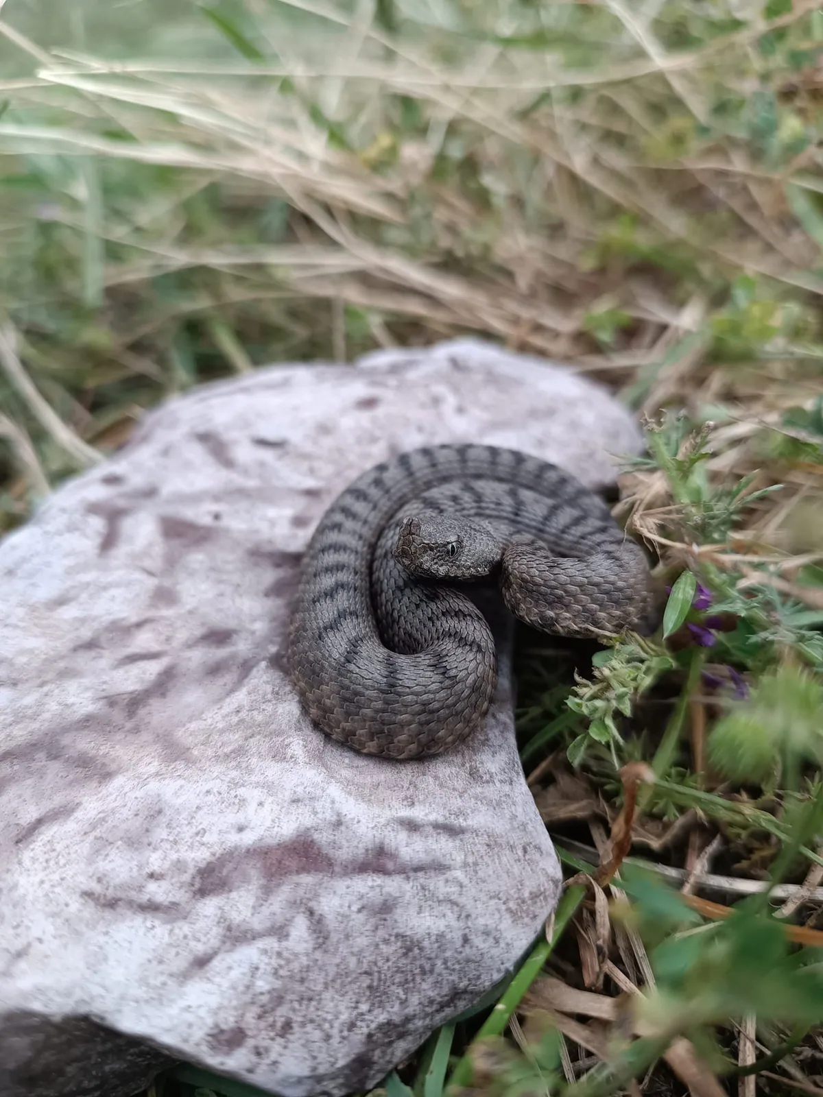 Nose-horned viper (Vipera ammodytes) — Lesser Caucasus — Shota Zandukeli