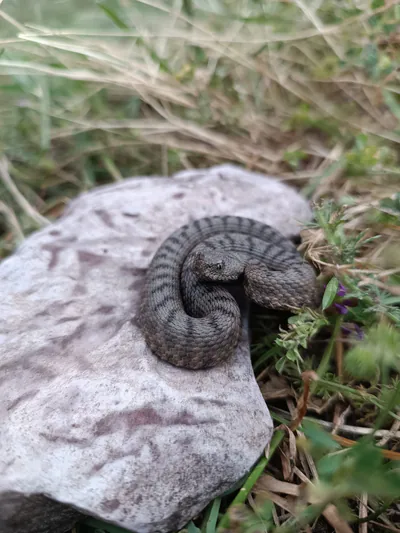 ცხვირრქოსანი გველგესლა (Vipera ammodytes)