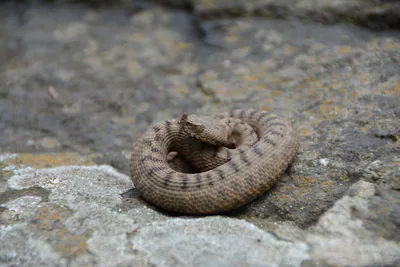 ცხვირრქოსანი გველგესლა (Vipera ammodytes) — ბორჯომ-ხარაგაულის ეროვნული პარკი