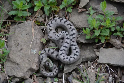 ცხვირრქოსანი გველგესლა (Vipera ammodytes) — ბორჯომ-ხარაგაულის ეროვნული პარკი