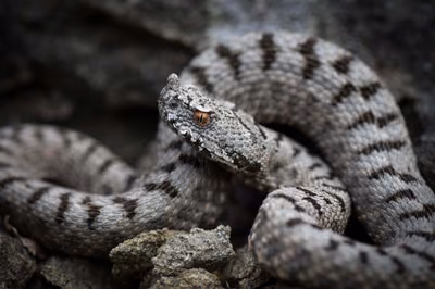 ცხვირრქოსანი გველგესლა (Vipera ammodytes)