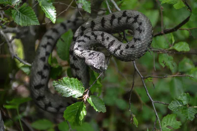 ცხვირრქოსანი გველგესლა (Vipera ammodytes) — ბორჯომ-ხარაგაულის ეროვნული პარკი