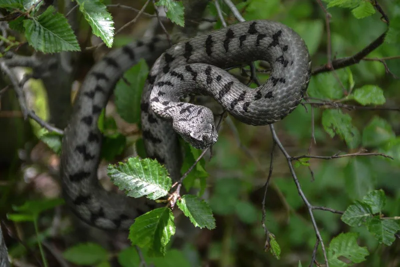 ცხვირრქოსანი გველგესლა (Vipera ammodytes) — ბორჯომ-ხარაგაულის ეროვნული პარკი