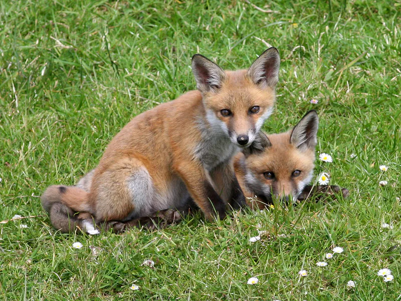 მელა (Vulpes vulpes) — მუდმივი საქართველოში — Ken Billington