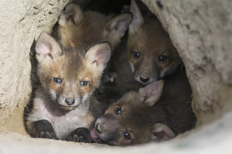 მელა (Vulpes vulpes) — მუდმივი საქართველოში — Divlja Srbija