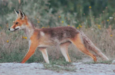Kızıl tilki (Vulpes vulpes) — კავთისხევი
