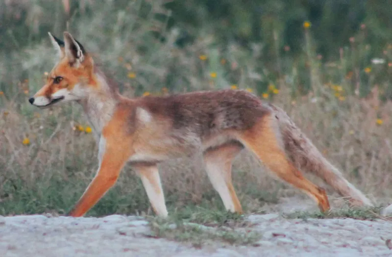მელა (Vulpes vulpes) — კავთისხევი — გიორგი იანქოშვილი