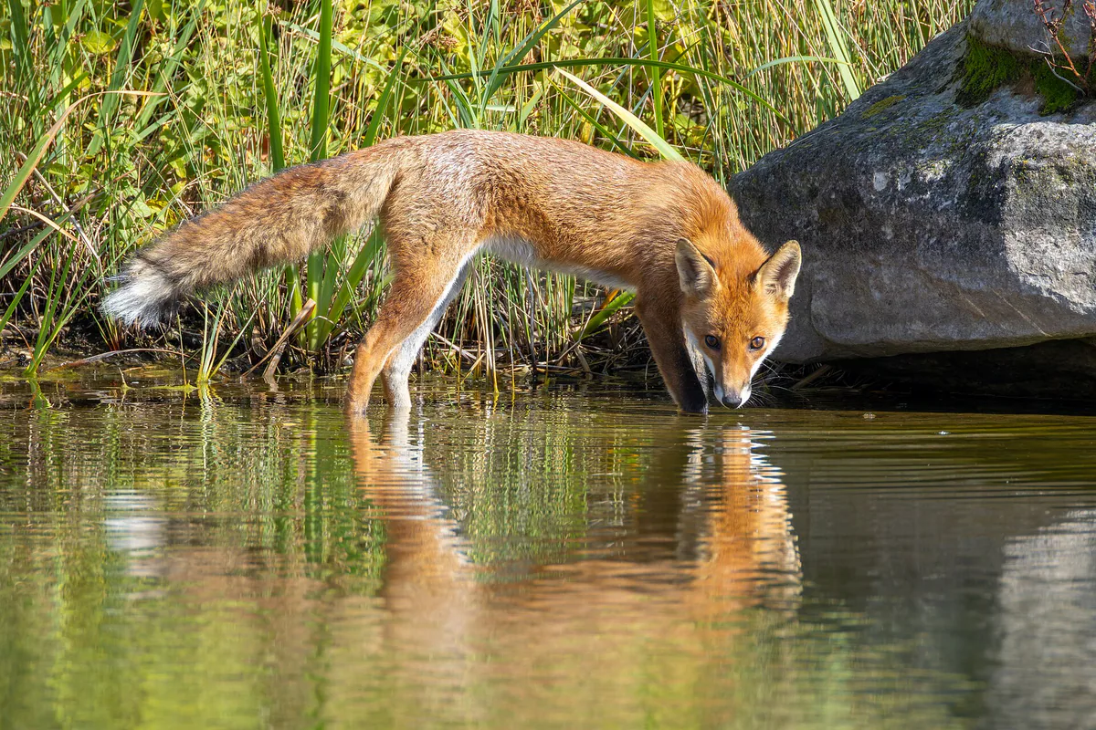 მელა (Vulpes vulpes) — ჟენევილიე — Alexis Lours