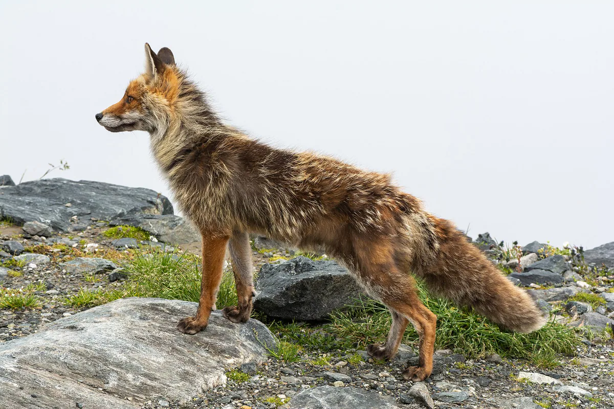 แแแแ (Vulpes vulpes) โ แแแแแแชแ โ Uoaei1