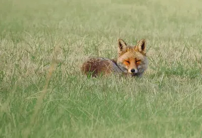 Kızıl tilki (Vulpes vulpes)