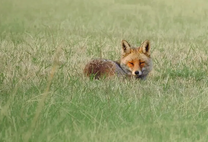 მელა (Vulpes vulpes) — მუდმივი საქართველოში — ნიკა მელიქიშვილი