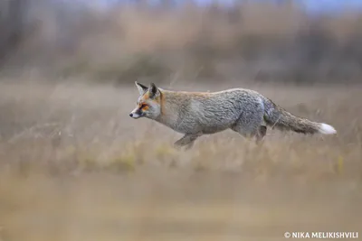 Kızıl tilki (Vulpes vulpes)