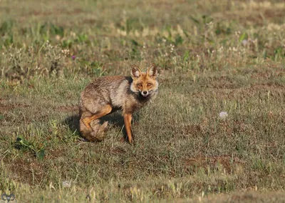 Red fox (Vulpes vulpes)