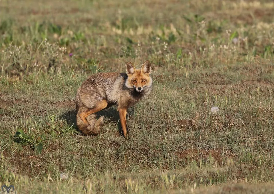 მელა (Vulpes vulpes) — მუდმივი საქართველოში — ნიკა კერდიკოშვილი