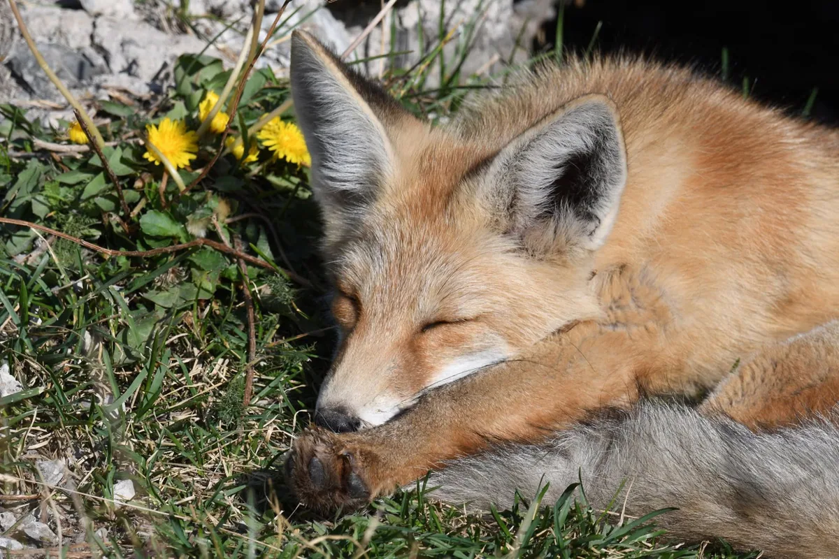 მელა (Vulpes vulpes) — მუდმივი საქართველოში — ნიკა მელიქიშვილი
