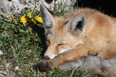 Kızıl tilki (Vulpes vulpes) — Gürcistan'da yıl boyu — ნიკა მელიქიშვილი