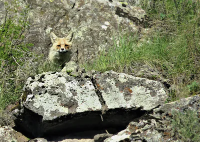 Kızıl tilki (Vulpes vulpes) — ახალქალაქი — ნიკო დვალი