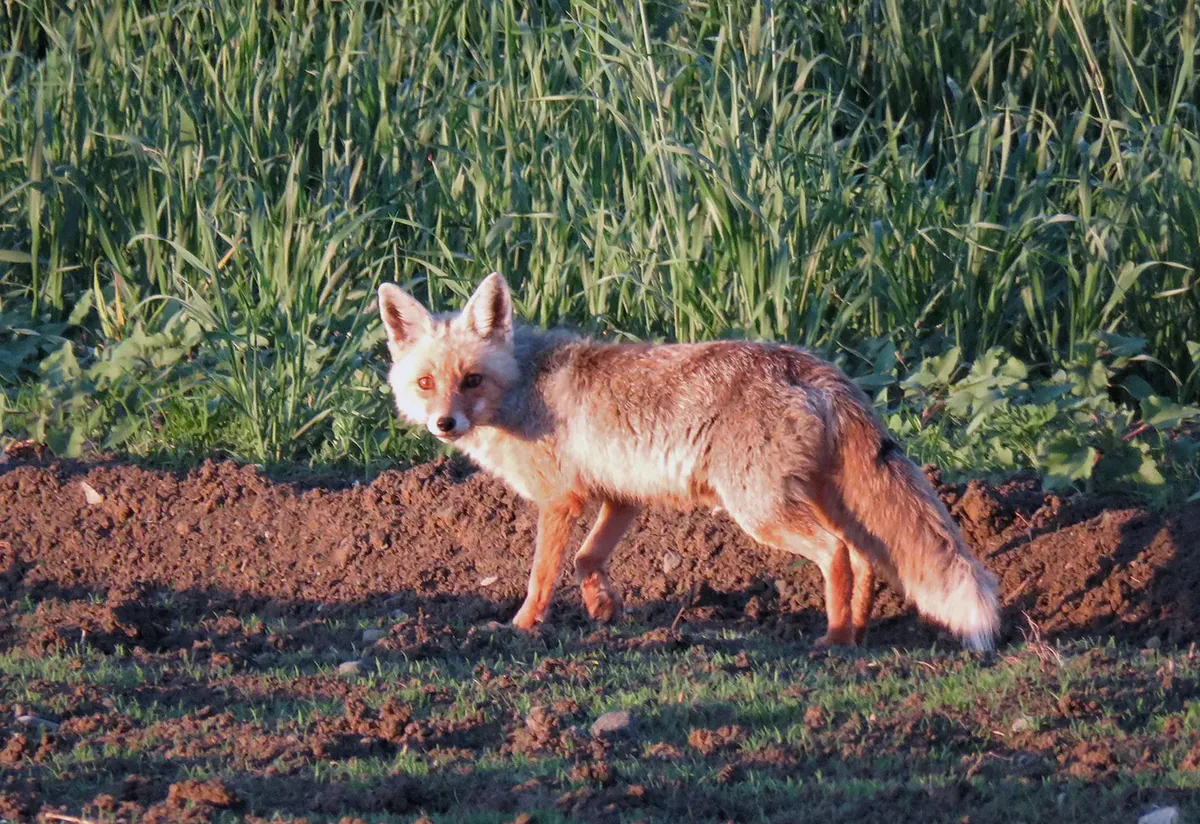 მელა (Vulpes vulpes) — ადიგენი — ნიკო დვალი