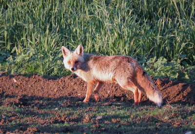 Kızıl tilki (Vulpes vulpes) — ადიგენი — ნიკო დვალი