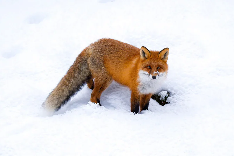 Kızıl tilki (Vulpes vulpes) — რაუტასი — ClaudiaTen