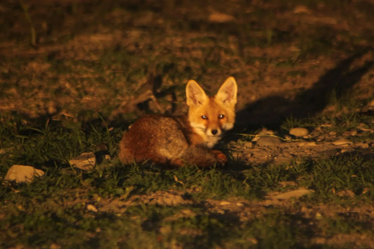 მელა (Vulpes vulpes) — მუდმივი საქართველოში — ზაქრო სონღულაშვილი