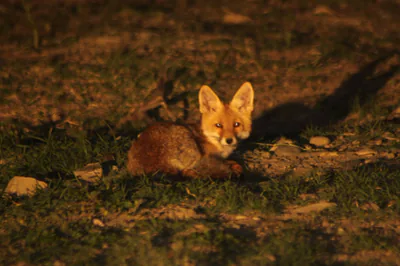 Kızıl tilki (Vulpes vulpes) — Gürcistan'da yıl boyu — ზაქრო სონგულაშვილი