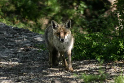 მელა (Vulpes vulpes)