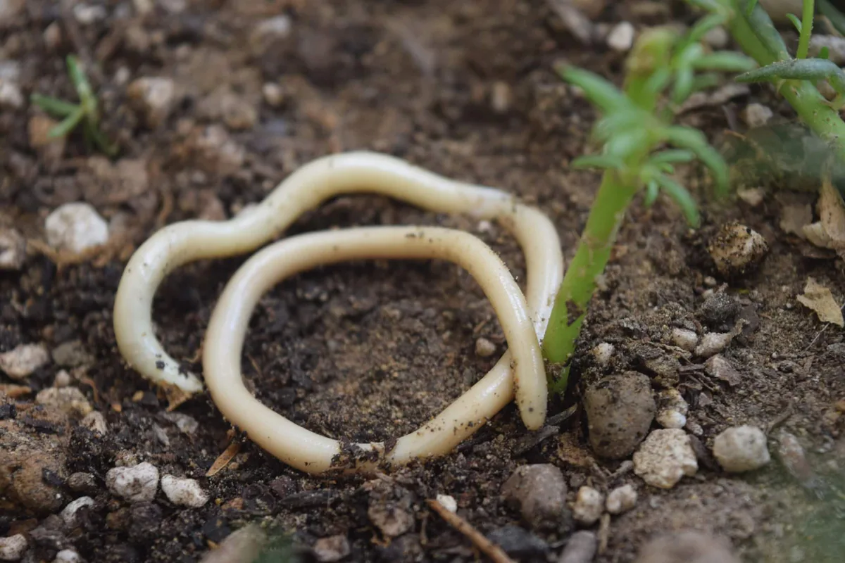 European Blind Snake (Xerotyphlops vermicularis) — Kakheti, Tbilisi, Kvemo Kartli — mobinkargarfard