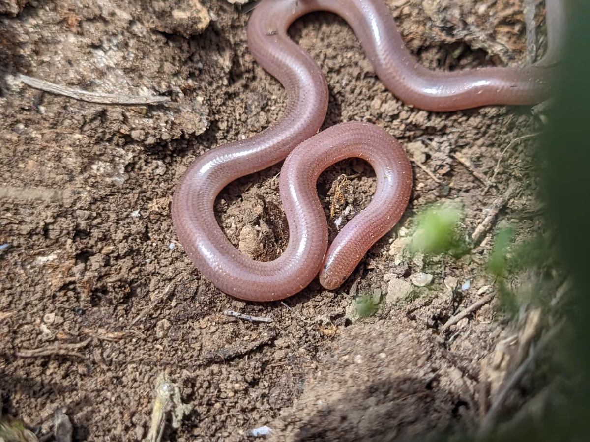 European Blind Snake (Xerotyphlops vermicularis) — Kakheti, Tbilisi, Kvemo Kartli — vil05