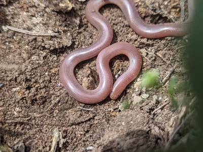 Kör yılan (Xerotyphlops vermicularis) — Gürcistan — vil05