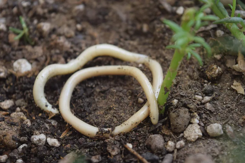 Kör yılan (Xerotyphlops vermicularis) — Gürcistan — mobinkargarfard