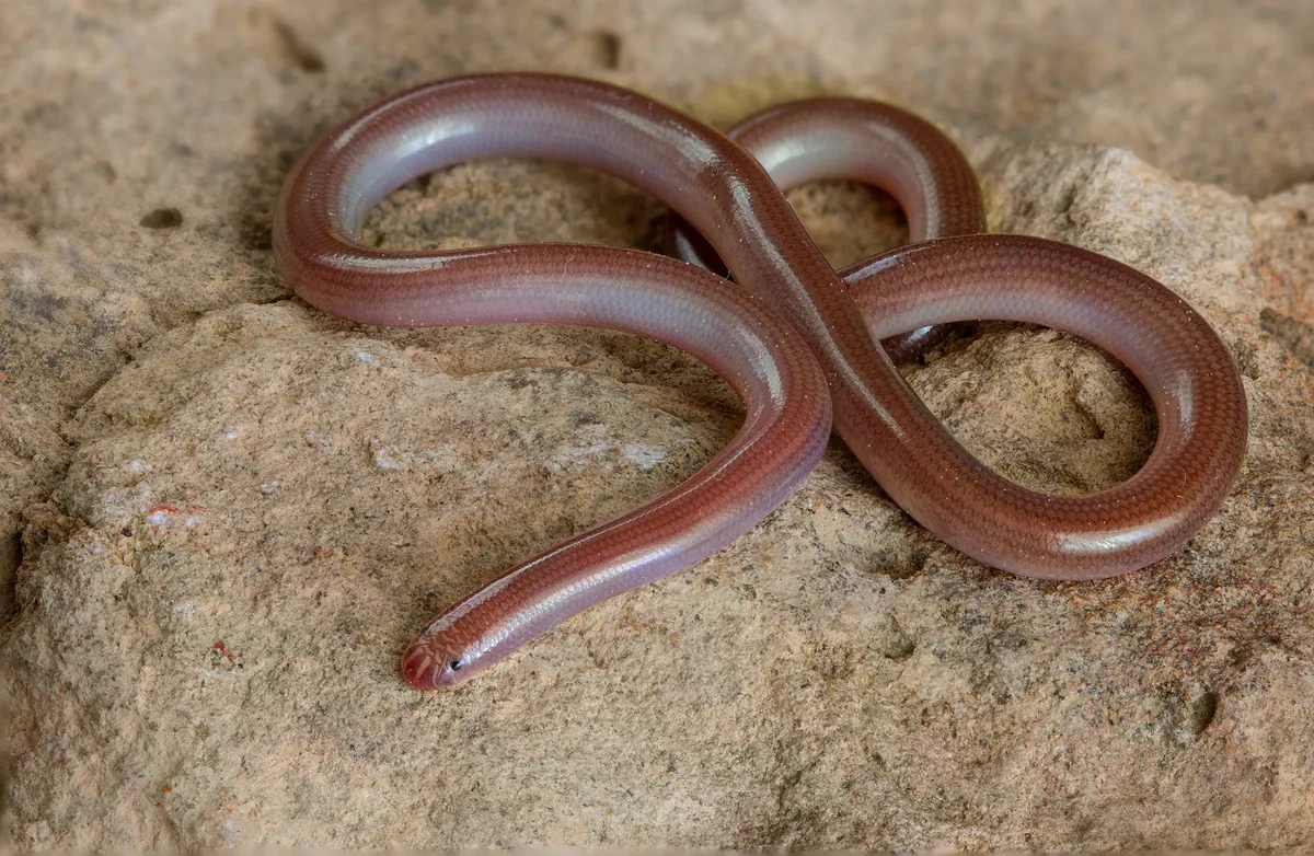 European Blind Snake (Xerotyphlops vermicularis) — Tbilisi, Dighomi — Armen Seropian