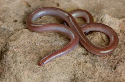 გველბრუცა (Xerotyphlops vermicularis) — თბილისი, დიღომი