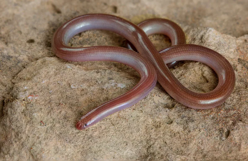 გველბრუცა (Xerotyphlops vermicularis) — თბილისი, დიღომი