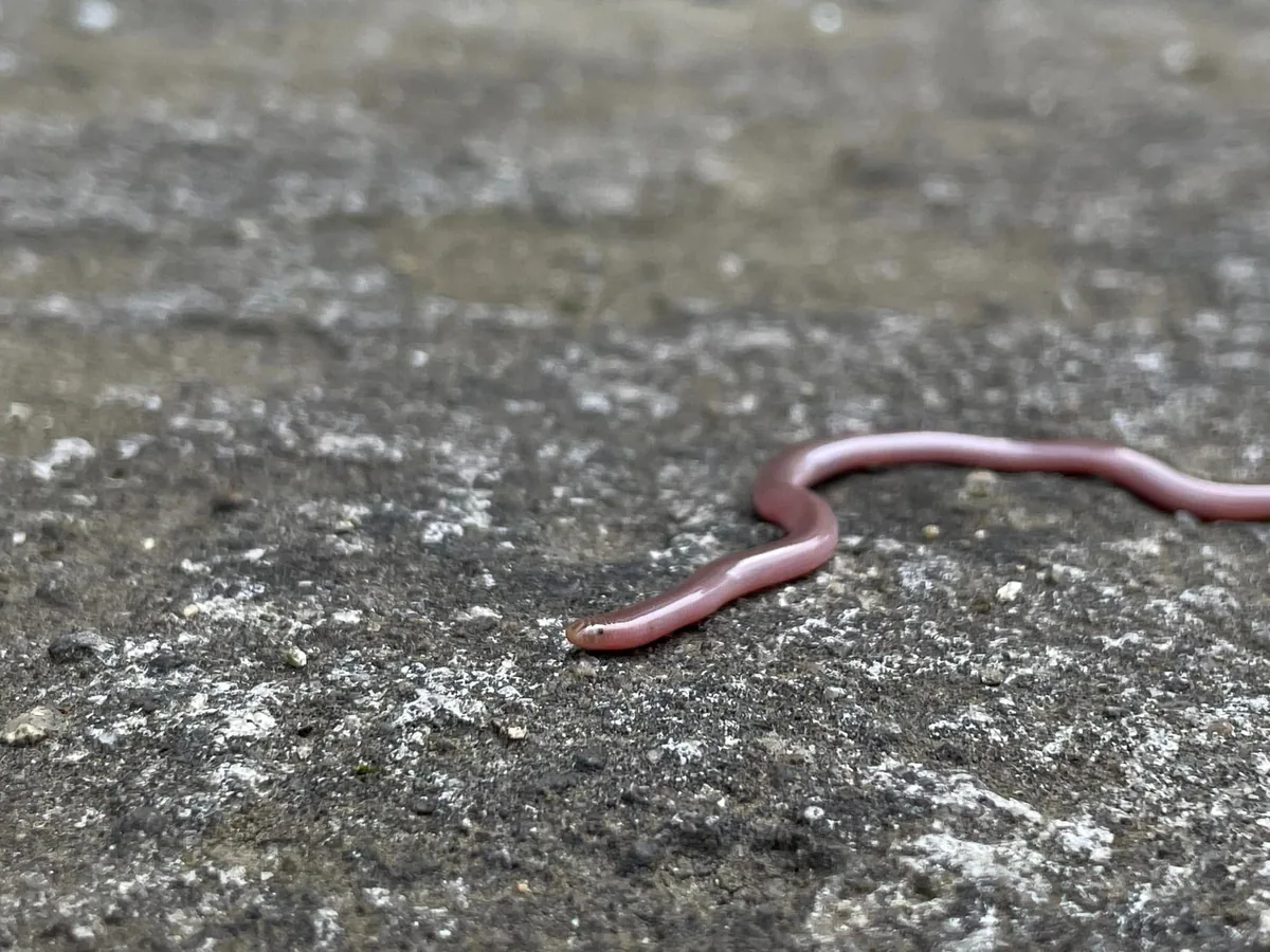 European Blind Snake (Xerotyphlops vermicularis) — Kakheti, Tbilisi, Kvemo Kartli — Lasha Gogodze