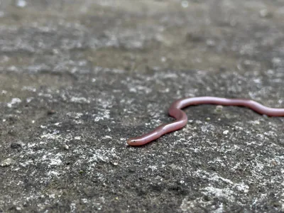 Kör yılan (Xerotyphlops vermicularis) — Gürcistan — ლაშა გოგოძე