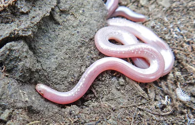 Kör yılan (Xerotyphlops vermicularis) — Gürcistan — ნატალია ბულბულაშვილი