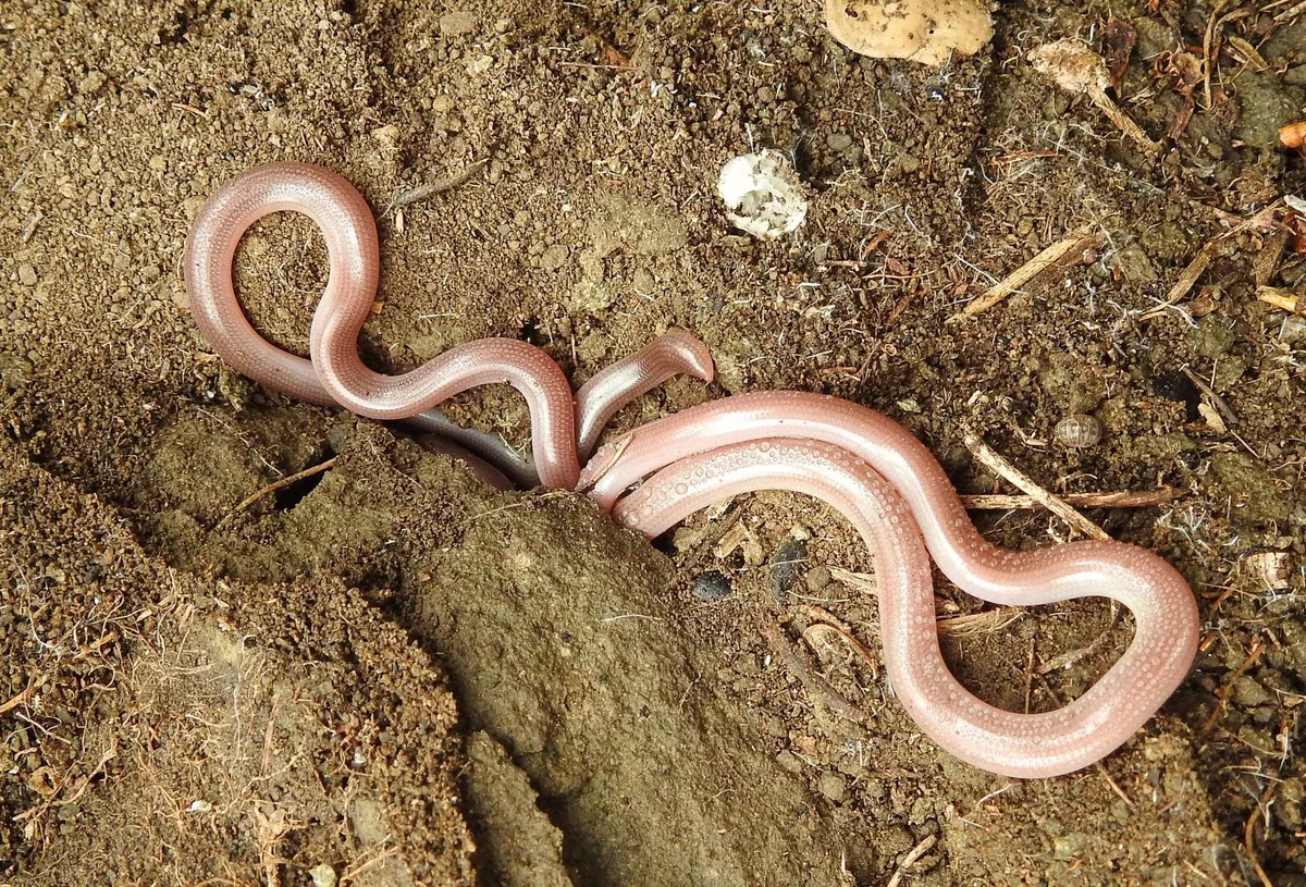 European Blind Snake (Xerotyphlops vermicularis) — Kakheti, Tbilisi, Kvemo Kartli — Natalia Bulbulashvili